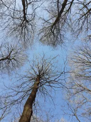 Eine Ansicht von Bäumen im Winter, die sich gegen den blauen Himmel erheben. Die Äste bilden ein filigranes Muster am Himmel.
