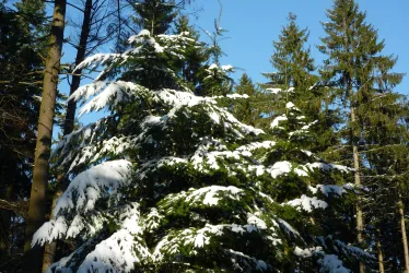 Ein grüner Wald mit schneebedeckten Tannenbäumen und einem klaren blauen Himmel. Die winterliche Szene strahlt Ruhe und Frieden aus.