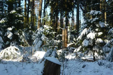 Ein winterlicher Wald mit schneebedeckten Bäumen und Sonnenlicht, das durch die Äste scheint. Der Boden ist mit frischem Schnee bedeckt.