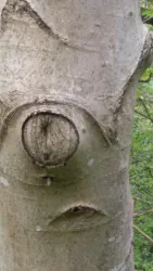 Ein Baumstamm mit knorrigen Stellen, die Gesichter ähneln. Die Oberfläche ist rau und von grüner Vegetation umgeben.
