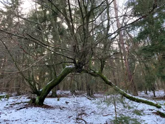 Sagenhafte Bäume - Iggelbach - Waldpochen
