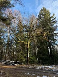 Kraftbäume - Eiche - Waldpochen