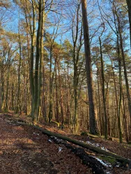 Bloskülb - Iggelbach - Waldpochen