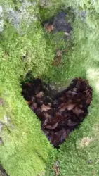 Ein Herz aus Blättern in einer moosbedeckten Baumrinde. Die Natur zeigt ihre liebevolle Form.