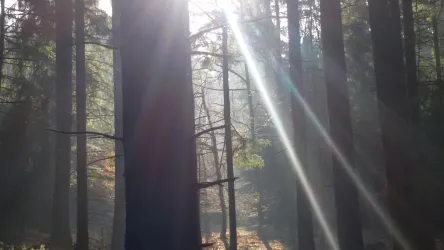 Ein ruhiger Wald mit hohen Bäumen und sanften Lichtstrahlen. Die Sonne scheint durch die Blätter und erzeugt eine friedliche Atmosphäre.