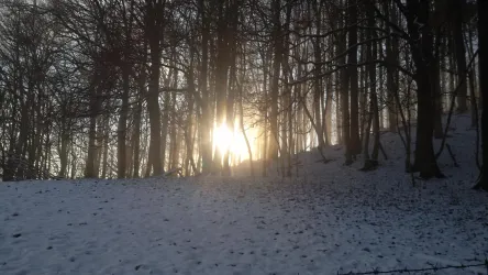 Eine Winterlandschaft mit schneebedecktem Boden und Bäumen. Die Sonne scheint durch die Bäume und schafft eine mystische Stimmung.