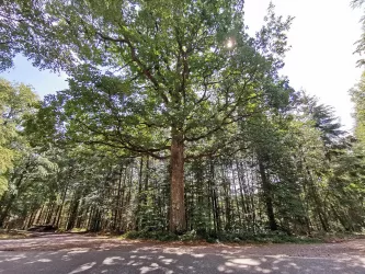 Wanderparkplatz Mitteleiche