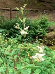 Eine Pflanze mit weißen Blüten steht inmitten grüner Blätter. Im Hintergrund sind Farne und Bäume sichtbar.