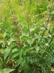 Wunderpflanze Brennnessel