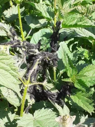 Wunderpflanze Brennnessel