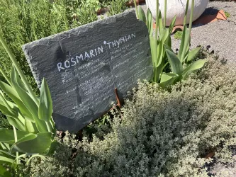 Kräutergarten Freckenfeld - Kräuter