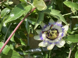 Kräutergarten Freckenfeld, Blume