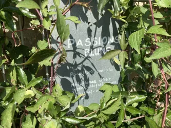 Kräutergarten Freckenfeld - Passionsblume, Infos