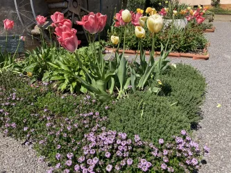 Kräutergarten Freckenfeld - blühende Blumen
