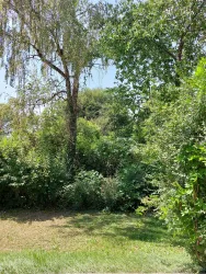 Ein grüner Garten mit dichten Büschen und hohen Bäumen. Die Sonne scheint und es ist ein ruhiger, schattiger Bereich.