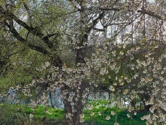 Kirschblüten