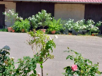 Ein schöner Innenhof mit vielen blühenden Pflanzen in Töpfen. Im Hintergrund sind große Sträucher und einige Nebengebäude zu sehen.