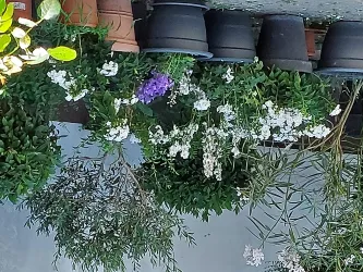 Sommerblüher im Innenhof