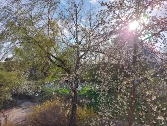 Kirschbaumblüten im Licht