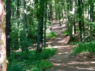 Wald in Katzweiler (© Sabine Kallenborn)