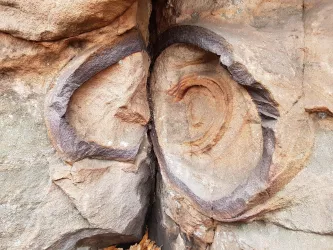 Fossile Einschlüsse am Geißenschlupf