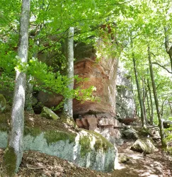 Eine grüne Waldlandschaft mit hohen Bäumen und einem großen Felsen. Der Boden ist mit Laub und kleinen Steinen bedeckt.