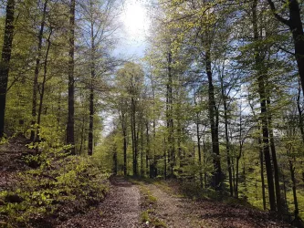 Weg zum Schmalen Kopf