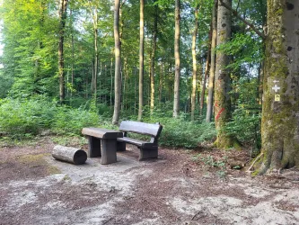Eine gemütliche Bank mit Tisch im Wald, umgeben von hohen Bäumen und grünem Unterholz. Der Boden ist mit Laub und Erde bedeckt.
