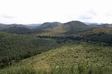 Blick vom Bayrisch Windstein bei Obersteinbach (© Jacques Noll)