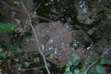 Tümpelquelle (Brunnen- und Quellenweg) (© Jacques Noll)