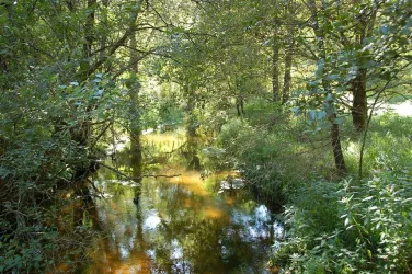 Königsbruch Dahner Felsenland _ 1 (© Jacques Noll)