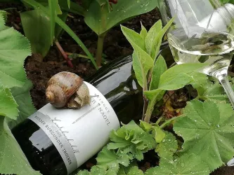Landschnecke