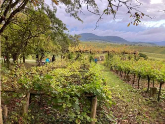 Eine malerische Weinberglandschaft mit dicht bewachsenen Reben und sanften Hügeln im Hintergrund. Einige Personen sind in der Ferne zu sehen, die in der Natur arbeiten oder sich entspannen.