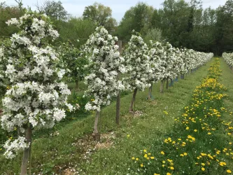 Obstblüte