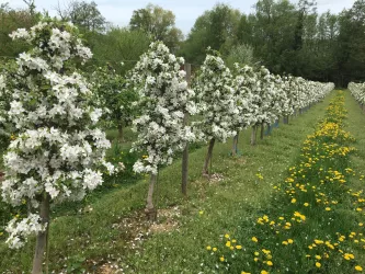 Obstblüte