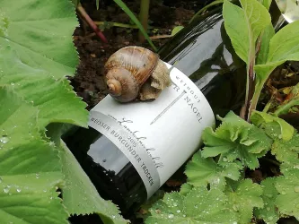 Eine Weinflasche liegt im Garten, umgeben von Blattwerk. Eine Schnecke kriecht auf der Flasche.
