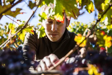 Lese im Weingut Ackermann