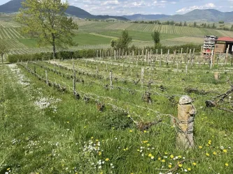 Ein malerisches Weinfeld mit saftigem Grün und blühenden Wildblumen. Im Hintergrund sind sanfte Hügel und eine klare Himmelskulisse zu sehen.