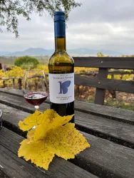 Eine Flasche Rotwein steht neben einem Glas Rotwein auf einem Holztisch. Im Hintergrund sind Weinreben und sanfte Hügel zu sehen.