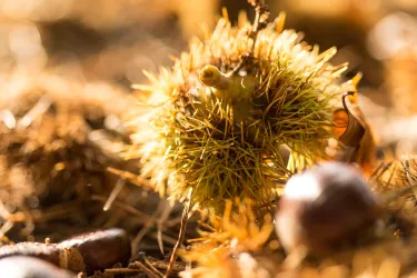 Eine stachelige Kastanie auf einem bunten Boden aus Nadeln und Eicheln. Das Licht fällt sanft auf die natürliche Umgebung.