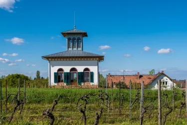 Ein malerisches Weingut mit einem weißen Gebäude und einem blauen Himmel. Im Vordergrund sind Weinreben zu sehen.