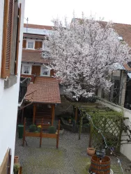 Mandelbaum im Hof