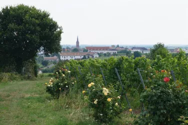 Rosen und Wein im Reiterpfad