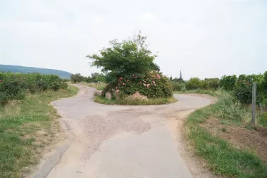 Blumeninsel im Reiterpfad