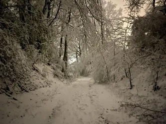 Ein verschneiter Weg, umgeben von Bäumen. Die Landschaft ist ruhig und friedlich, mit einer sanften Beleuchtung im Hintergrund.