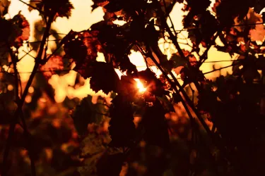 Ein wunderschöner Sonnenuntergang, der durch bunte Weinblätter scheint. Die warme Lichtstimmung schafft eine gemütliche Atmosphäre.