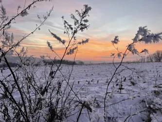 Eine winterliche Landschaft mit verschneiten Feldern und gefrorenen Pflanzen. Der Himmel zeigt ein sanftes Farbenspiel bei Sonnenaufgang.