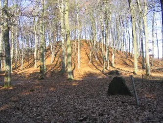 Ein bewaldeter Hügel im Herbst mit gefallenem Laub auf dem Boden. Die Bäume stehen dicht beieinander und die Sonne scheint durch die Äste.