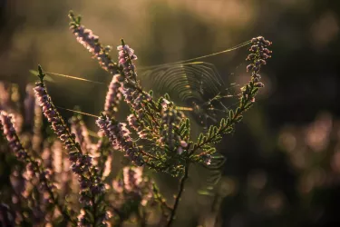Mehlinger Heide Detail - Julia Bergold