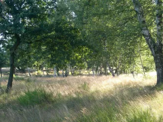 Mehlinger Heide 4 (© Archiv der Verbandsgemeinde Enkenbach-Alsenborn)